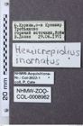 Etiketten zu Hemicrepidius inornatus (NHMW-ZOO-COL-0008962)
